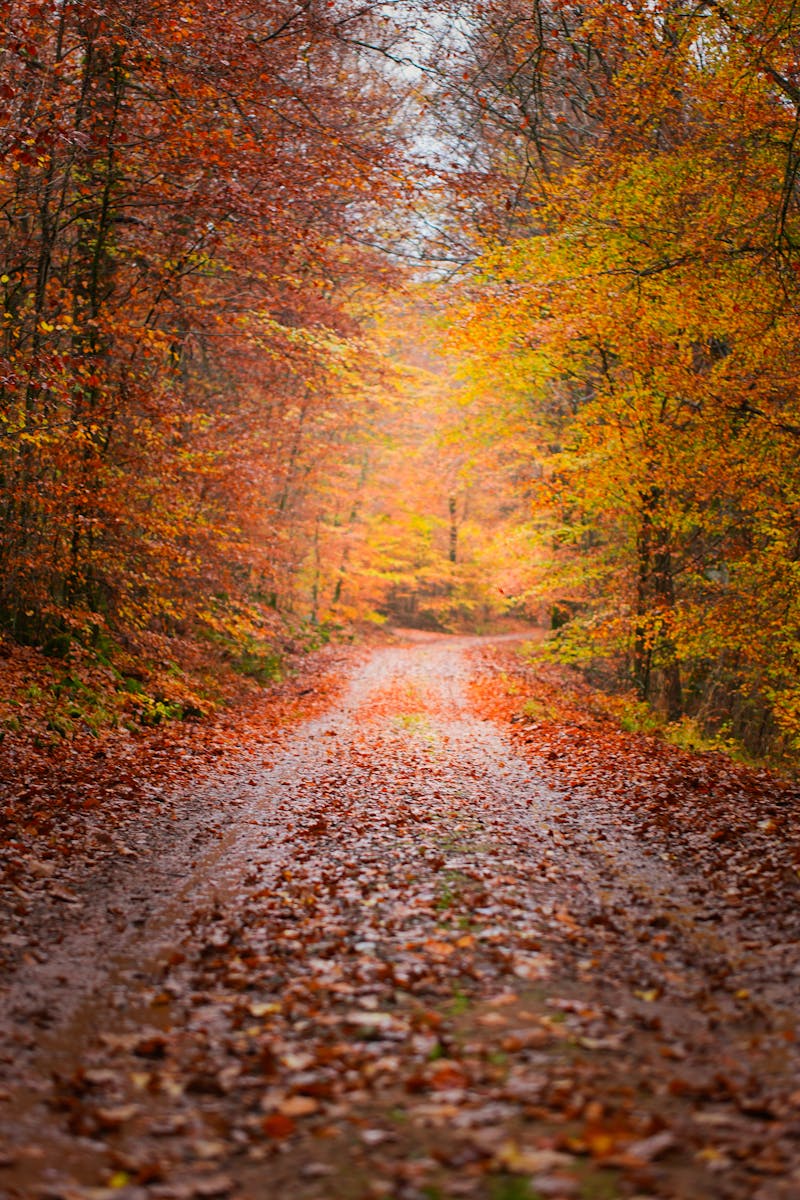 Couple de mariés marchant sur un sentier forestier tapissé de feuilles d'automne